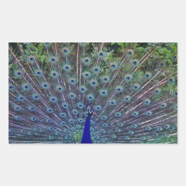 Colourful Pattern Bird Peacock Art Indian Destiny Rectangular Sticker (Front)