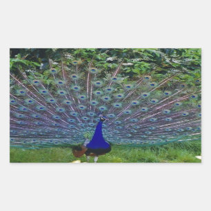 Colourful Pattern Bird Peacock Art Indian Destiny Rectangular Sticker