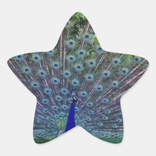 Colourful Pattern Bird Peacock Art Indian Destiny Star Sticker