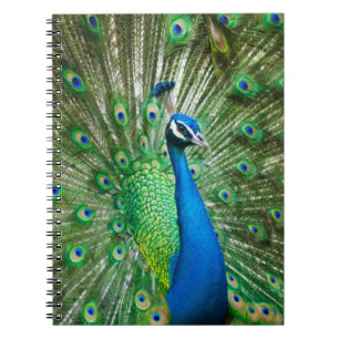 Colourful Peacock Bird Notebook