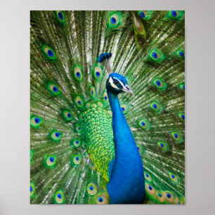 Colourful Peacock Bird Poster