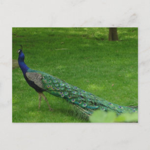 Colourful peacock card