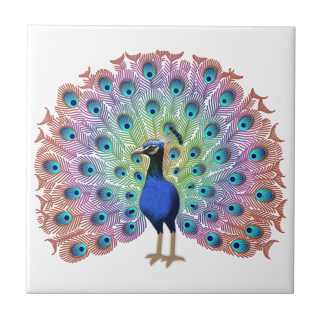 Colourful Peacock Ceramic Tile (Front)