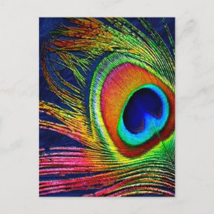 Colourful Peacock Feather Print Postcard