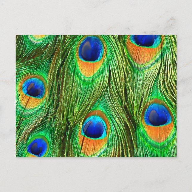 Colourful Peacock Feathers Print Postcard (Front)