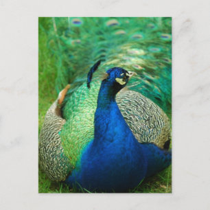 Colourful Peacock Postcard