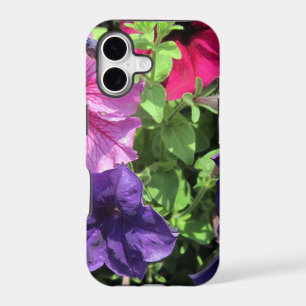 Colourful Petunias