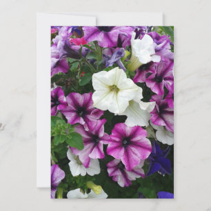 Colourful Petunias Blank Card