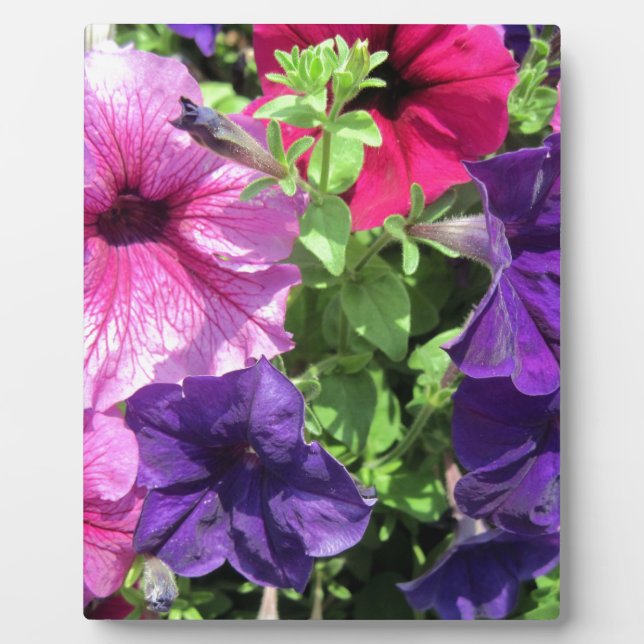 Colourful Petunias Plaque (Front)