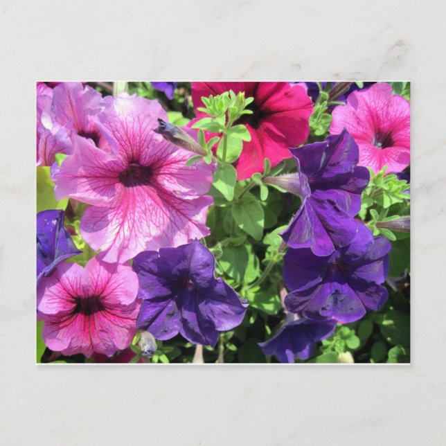 Colourful Petunias Postcard (Front)