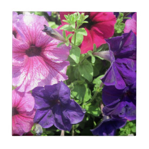 Colourful Petunias Tile