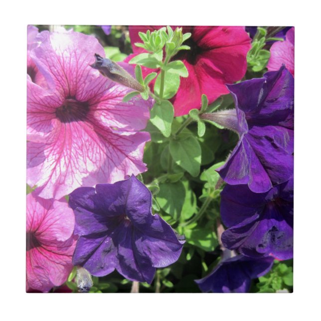 Colourful Petunias Tile (Front)