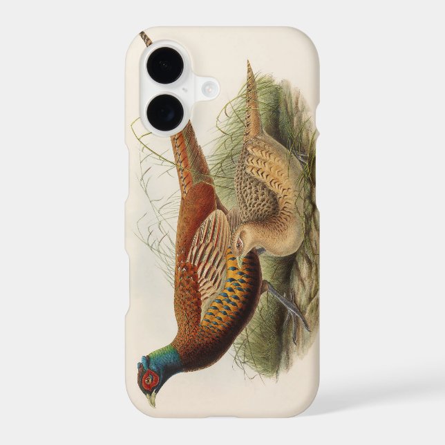 Colourful pheasant (Back)