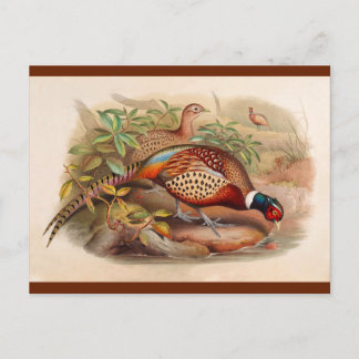 Colourful pheasant postcard