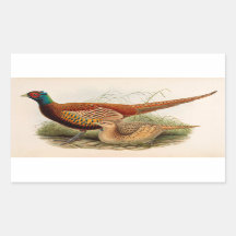 Colourful pheasant