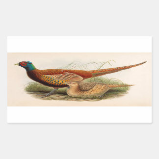 Colourful pheasant rectangular sticker