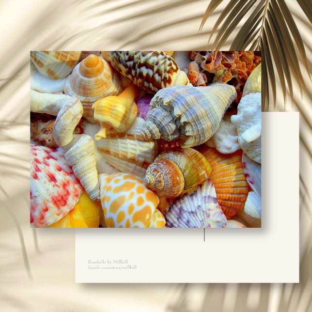 Colourful Picture of Seashells Blank Postcard (Creator Uploaded)