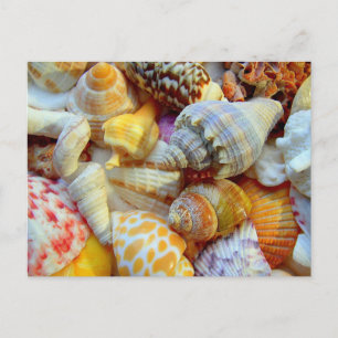 Colourful Picture of Seashells Blank Postcard