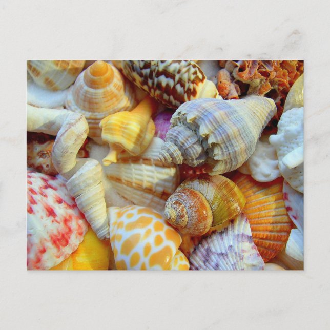 Colourful Picture of Seashells Blank Postcard (Front)