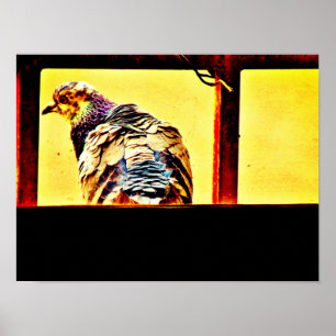 Colourful Pigeon Poster