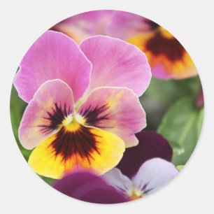 Colourful Pink and Yellow Pansy Flower Classic Round Sticker