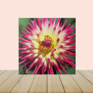 Colourful Pink Cactus Dahlia Bloom Floral Ceramic Tile