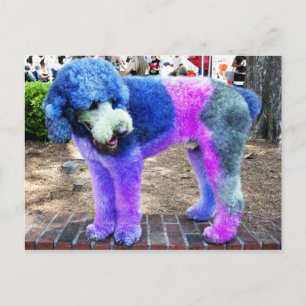 Colourful Poodle Postcard