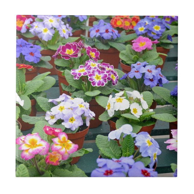 Colourful primroses garden tile (Front)