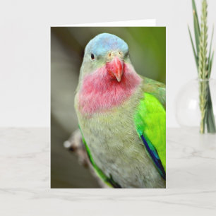 Colourful princess parrot greeting card