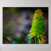 Colourful Psychedelic flower photographhic