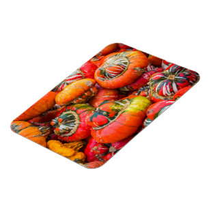 Colourful pumpkins magnet