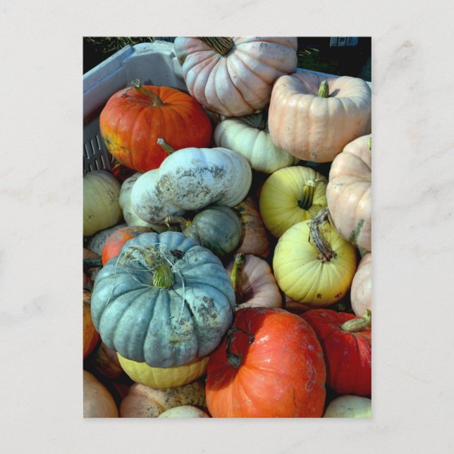 Colourful pumpkins postcard (Front)