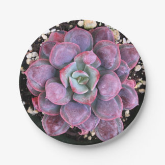 Colourful Purple Echeveria Raindrops Succulent Paper Plate