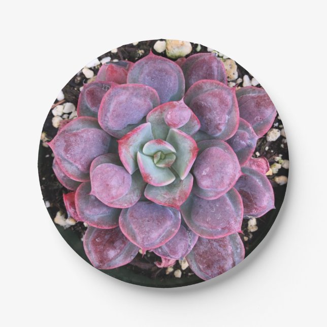 Colourful Purple Echeveria Raindrops Succulent Paper Plate (Front)