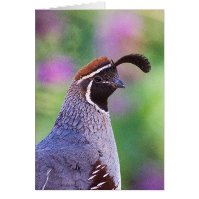 Colourful Quail (Front)