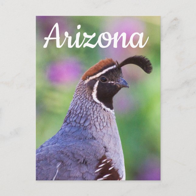 Colourful Quail, Arizona Postcard (Front)