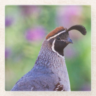 Colourful Quail Glass Coaster