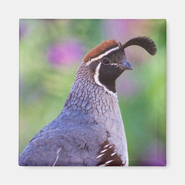 Colourful Quail Magnet (Front)