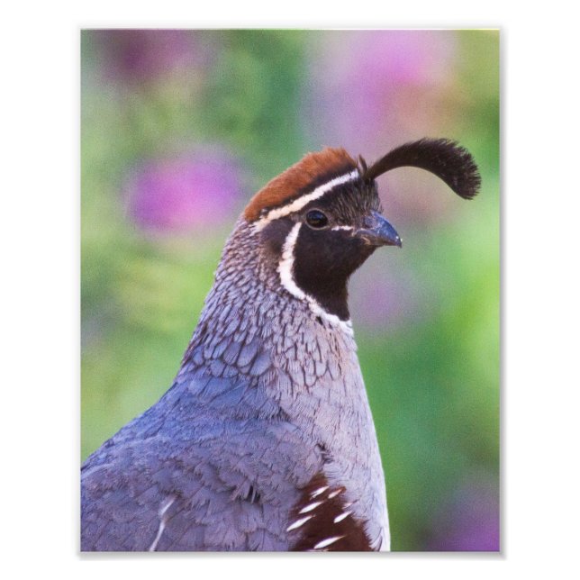 Colourful Quail Photo Print (Front)