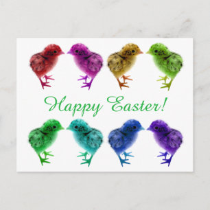 Colourful, Rainbow Chicks Postcard