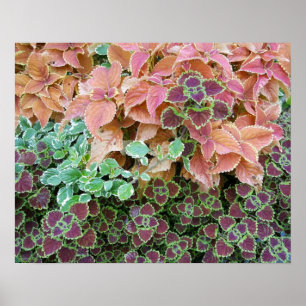 Colourful Rainbow Coleus Plants Photograph Poster