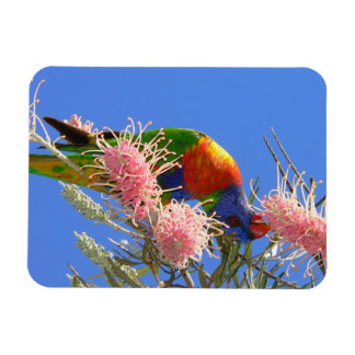 Colourful Rainbow Lorikeet Bird Eating Nectar Magnet