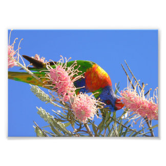 Colourful Rainbow Lorikeet Bird Eating Nectar Photo Print