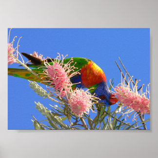 Colourful Rainbow Lorikeet Bird Eating Nectar Poster