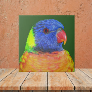 Colourful Rainbow Lorikeet Parrot Photo Ceramic Tile