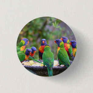 Colourful Rainbow Lorikeet Parrots Eating 3 Cm Round Badge