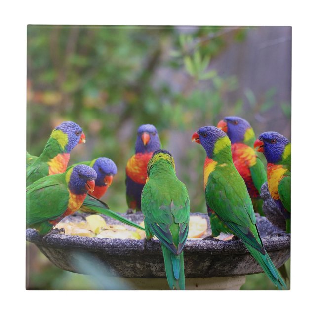 Colourful Rainbow Lorikeet Parrots Eating Ceramic Tile (Front)