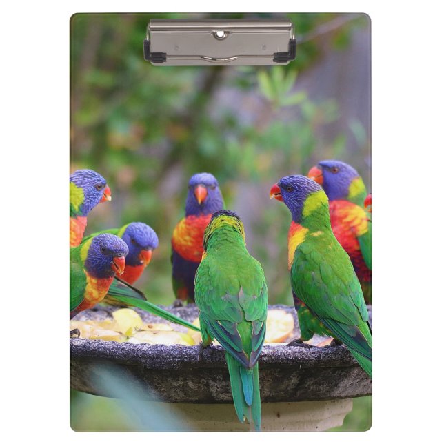 Colourful Rainbow Lorikeet Parrots Eating Clipboard (Front)