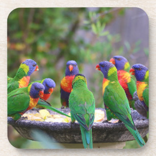 Colourful Rainbow Lorikeet Parrots Eating Coaster