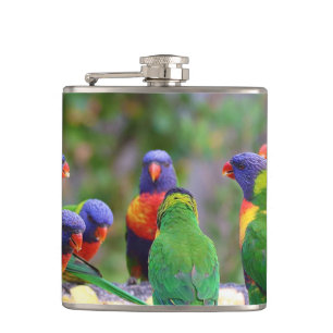 Colourful Rainbow Lorikeet Parrots Eating Hip Flask